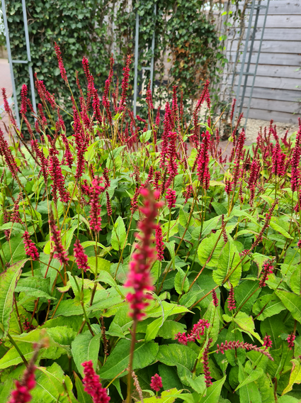 tuinplanten vaste plantenpakket borderpakket tuinen