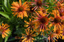 Rode zonnehoed - Echinacea purpurea 'Orange Passion'