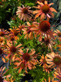 Echinacea purpurea 'Orange Passion' bloeit roodoranje