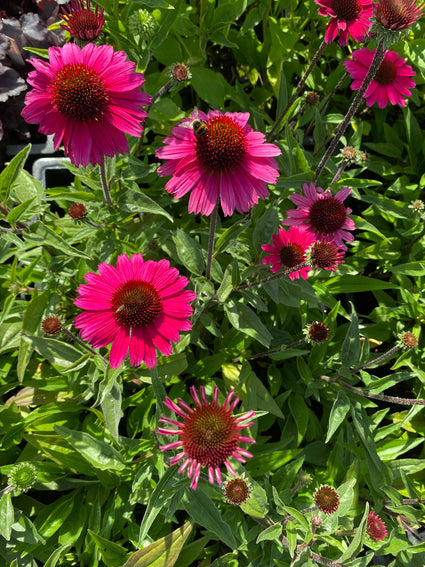 Rode zonnehoed - Echinacea purpurea 'Sensation Pink'