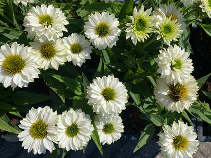 Zonnehoed - Echinacea purpurea 'Sombrero Adobe Blanco'