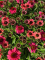Rode zonnehoed - Echinacea 'Sunmagic Vintage Red'