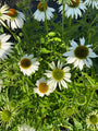 Bloemen Rode zonnehoed - Echinacea purpurea 'White Swan'