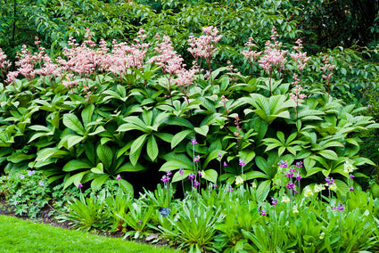 Schout bij nacht - Rodgersia Aesculifolia