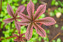 Schout-bij-nacht  - Rodgersia pinnata 'Chocolate Wings'