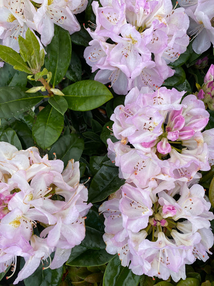 Rododendron - Rhododendron 'Gomer Waterer'