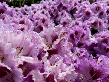 Rododendron - Rhododendron 'Pfauenauge'