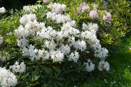 Rododendron - Rhododendron 'Dora Amateis' in bloei