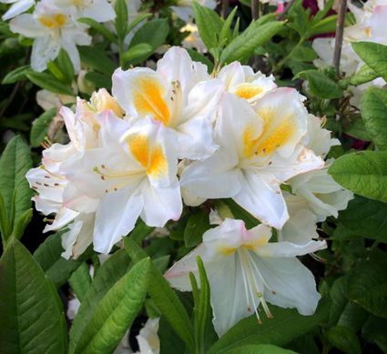 Rododendron - Rhododendron 'Persil'