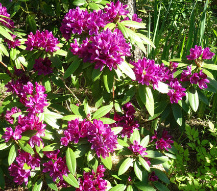 Rododendron - Rhododendron 'Purpureum Grandiflorum'