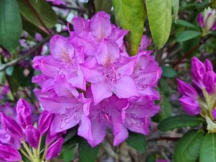 Rododendron - Rhododendron 'Roseum Elegans'