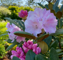 Rododendron - Rhododendron 'Silberwolke'