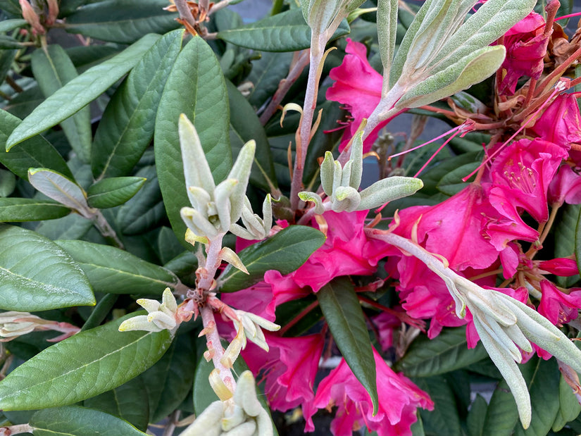 Rododendron - Rhododendron hybride 'Rot'