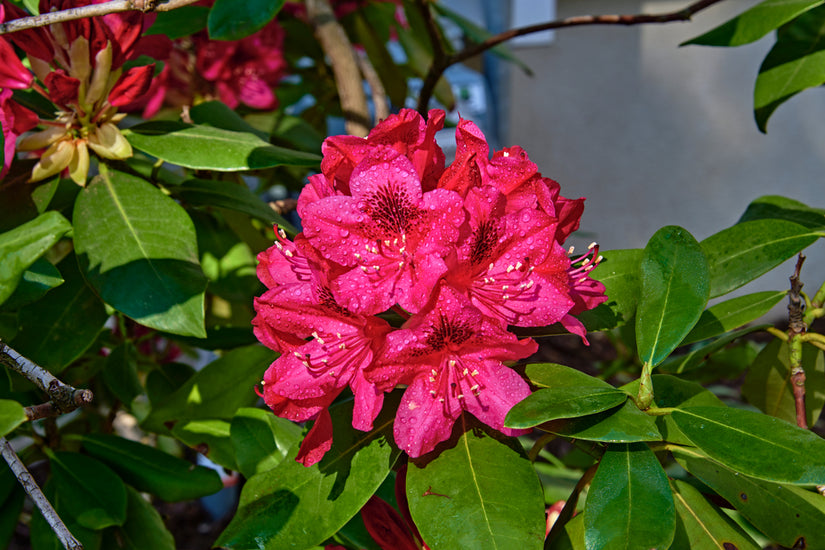 Rododendron 'Vulcan' struik roze/rood