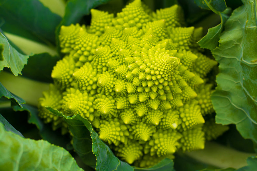 Romanesco - Brassica oleracea botrytis