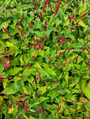 Tuinplanten rood bloeien duizendknoop borders