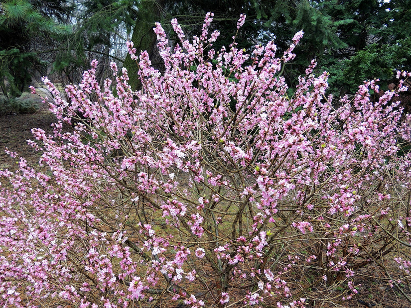 Rood peperboompje - Daphne mezereum 'Rubra'