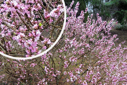 Rood peperboompje - Daphne mezereum 'Rubra' in bloei