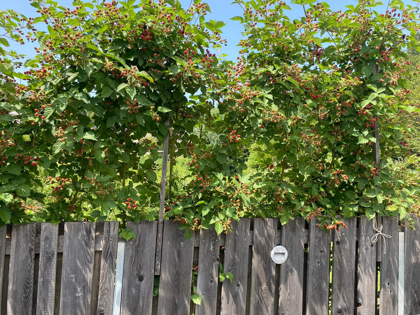 Roodbloeiende framboos - Rubus odoratus