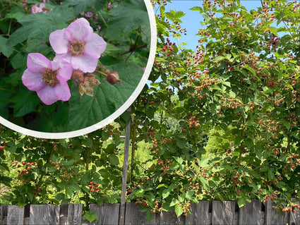 Sierbraam - Rubus odoratus