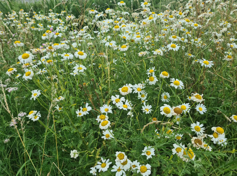 Roomse kamille tuinplanten