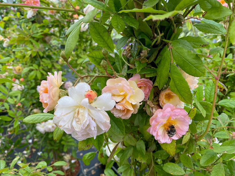 Rosa 'Ghislaine de Féligonde' in bloei