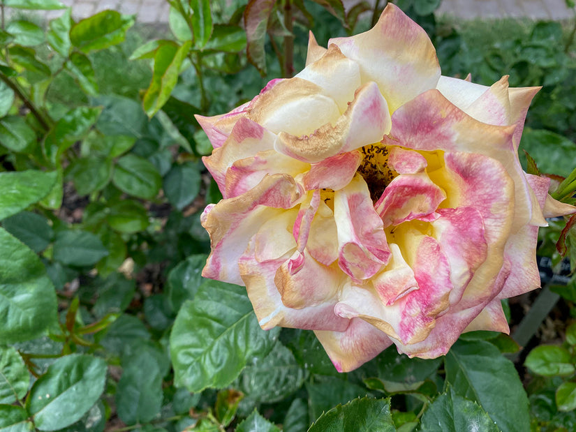 Grootbloemige roos - Rosa 'Pullman Orient Express'