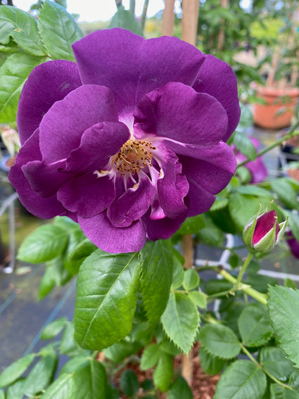 Trosroos - Rosa 'Rhapsody in Blue' 