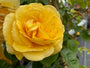 Bloei Klimroos - Rosa 'Sommergold'