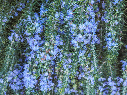 Rozemarijn op stam - Rosmarinus officinalis 'Prostratus'