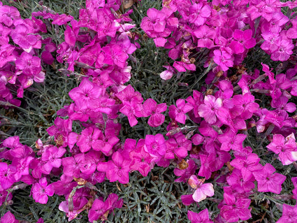 Rotsanjer - Dianthus gratianopolitanus 'Babi Lom'