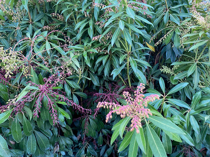 Rotsheide - Pieris japonica 'Katsura'