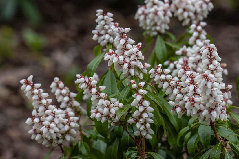 Rotsheide - Pieris japonica 'Bonfire' dwergstruik groenblijvend