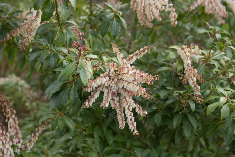 Rotsheide - Pieris japonica 'Mountain Fire'