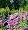 Roze borderplanten tuinplanten