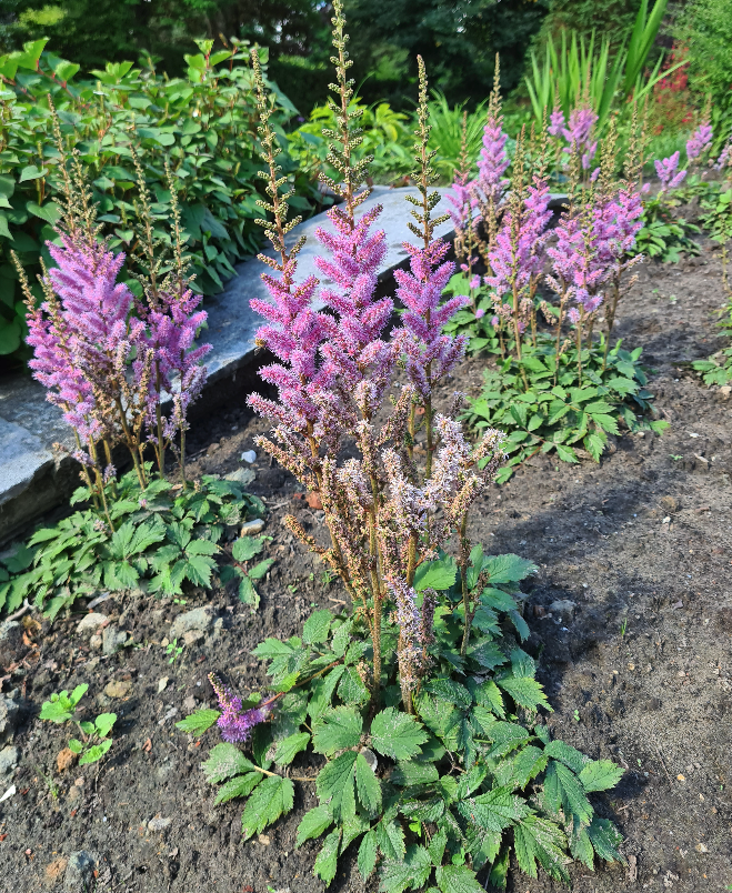 Tuinplanten roze spierstruik border schaduw vaste plant