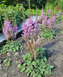 Tuinplanten roze spierstruik border schaduw vaste plant