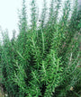 Rozemarijn - Rosmarinus Officinalis