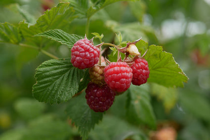 Herfstframboos - Rubus idaeus 'Autumn Bliss'