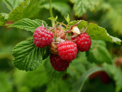 Framboos - Rubus idaeus