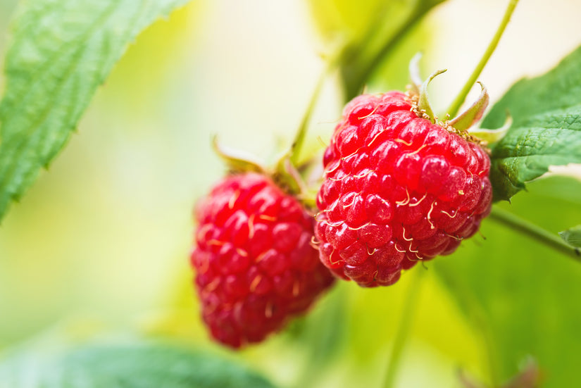 Rubus idaeus 'Ottowa'(vruchten)