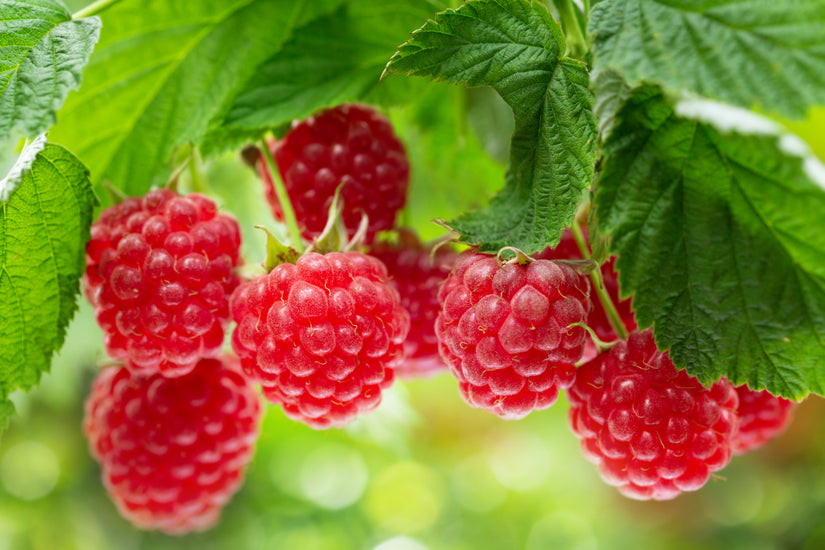 Rubus idaeus 'Twotimer Sugana Red'