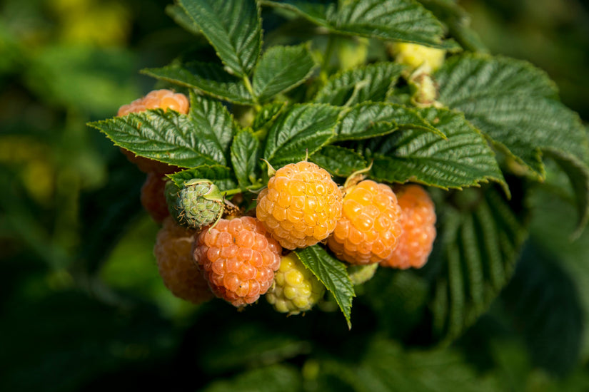 Gele herfstframboos - Rubus idaeus