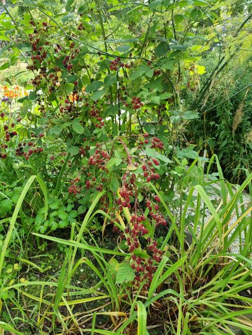 Eetbare tuinplanten informatie foto