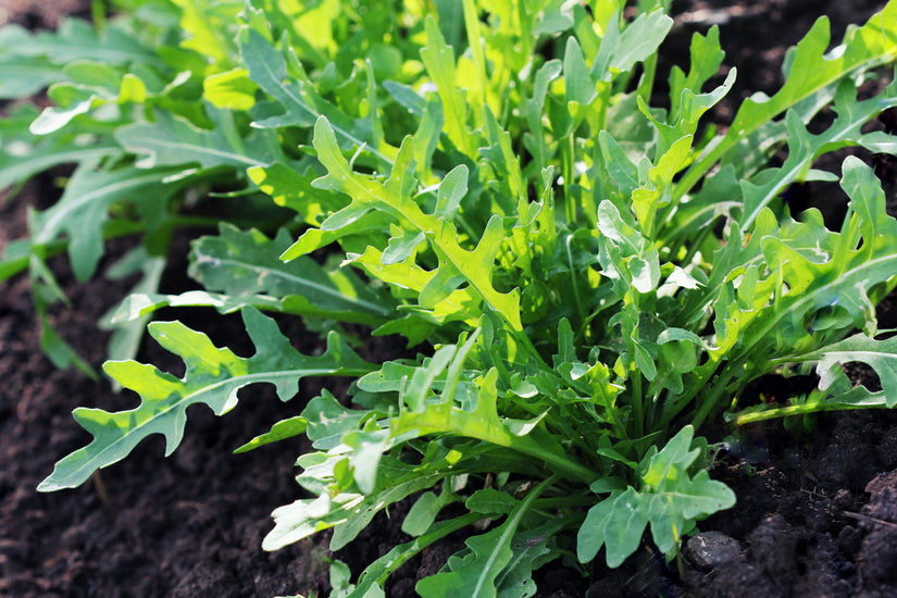 Rucola Eruca sativa - Bladgroenten uit eigen tuin