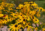 Gele bloemen Rudbeckia