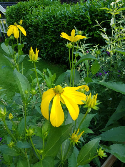 Rudbeckia - Rudbeckia nitida 'Herbstsonne'