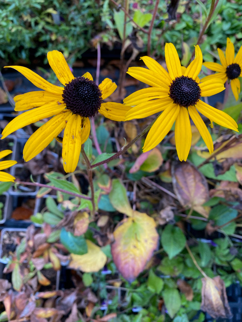 Rudbeckia Fulgida 'Goldsturm' (foto oktober)