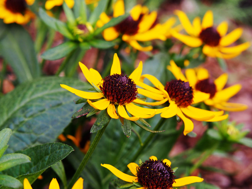 Rudbeckia fulgida 'Little Goldstar' geel bloeiende vaste plant