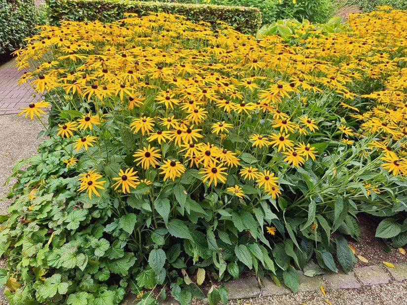 Rudbeckia geel bloeiende borderpakket plant